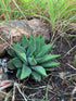 4" Haworthiopsis Limifolia varg. plant photo