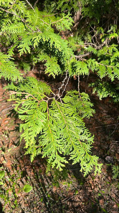 Arborvitae &