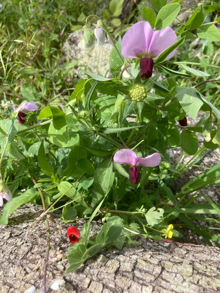 Pea Progress 