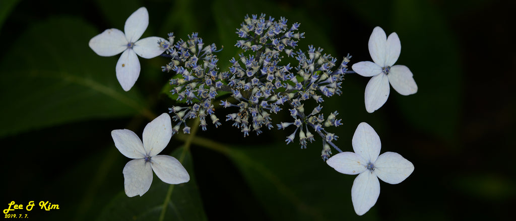 Hydrangea &