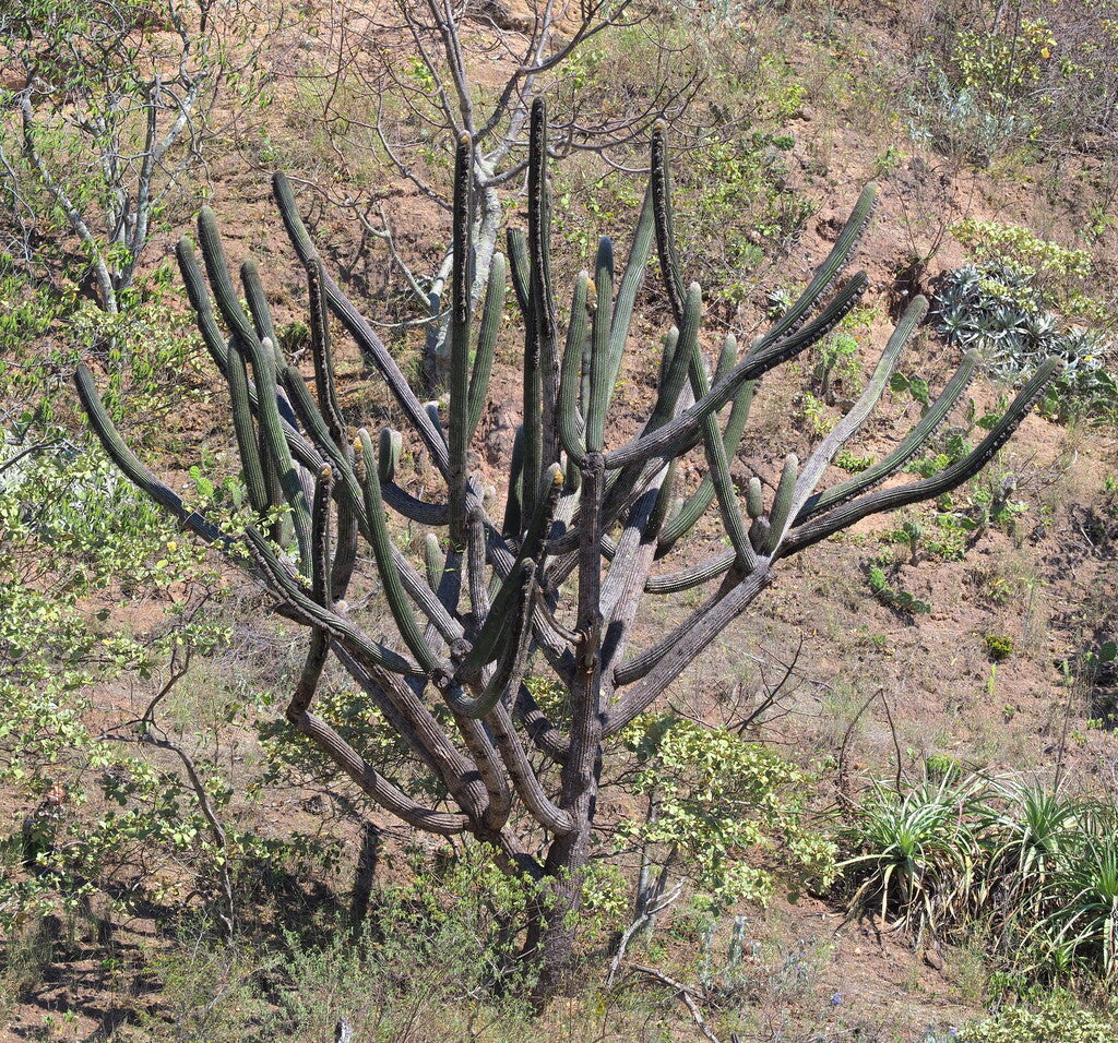 8" Cactus Espostoa Lanata product photo