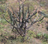 8" Cactus Espostoa Lanata product photo