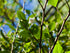Styrax "Fragrant Fountain" 