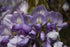 Wisteria &