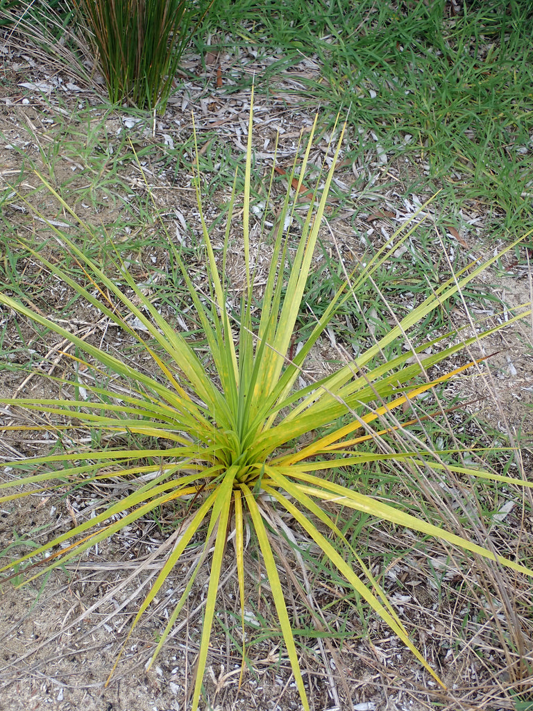 4" Dracaena Spike plant photo
