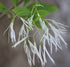 Native White Fringe Tree 