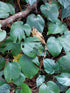 6" Philodendron Amydrium Spider plant photo