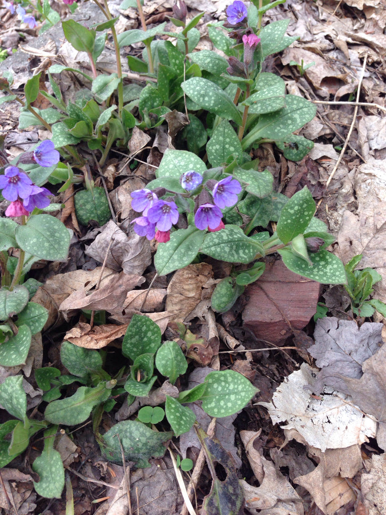 Lungwort &