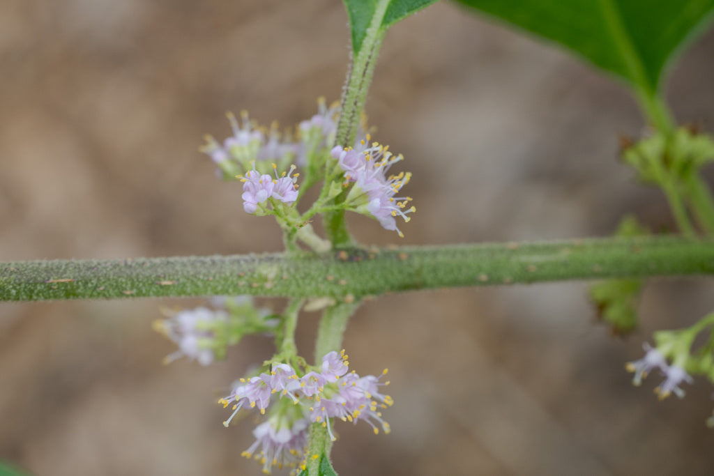 Native Beautyberry Bush 