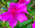 Azalea &