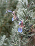 6" Rosemary BBQ plant photo