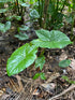 6" Cyrtosperma Johnstoni plant photo