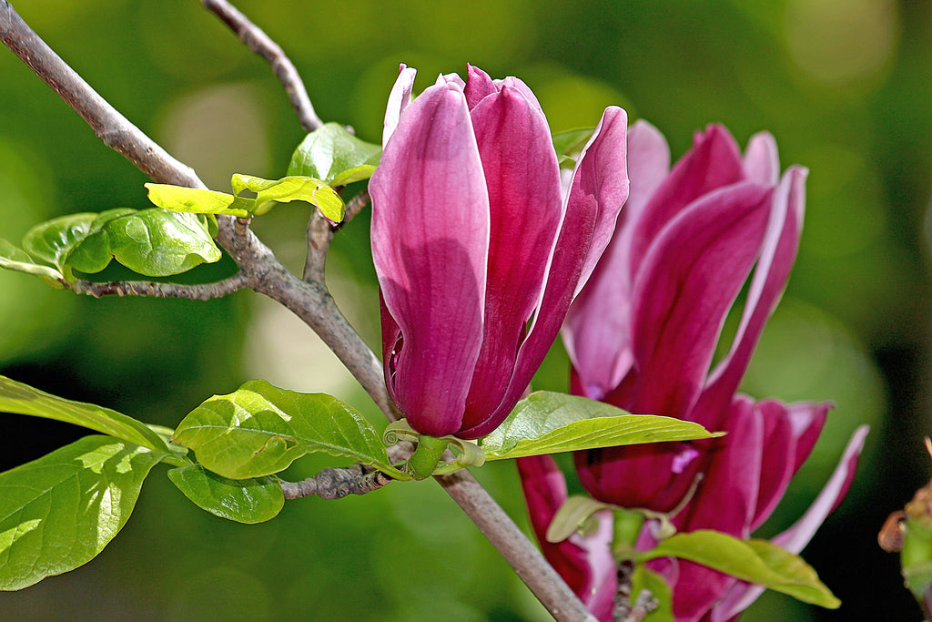 Magnolia &