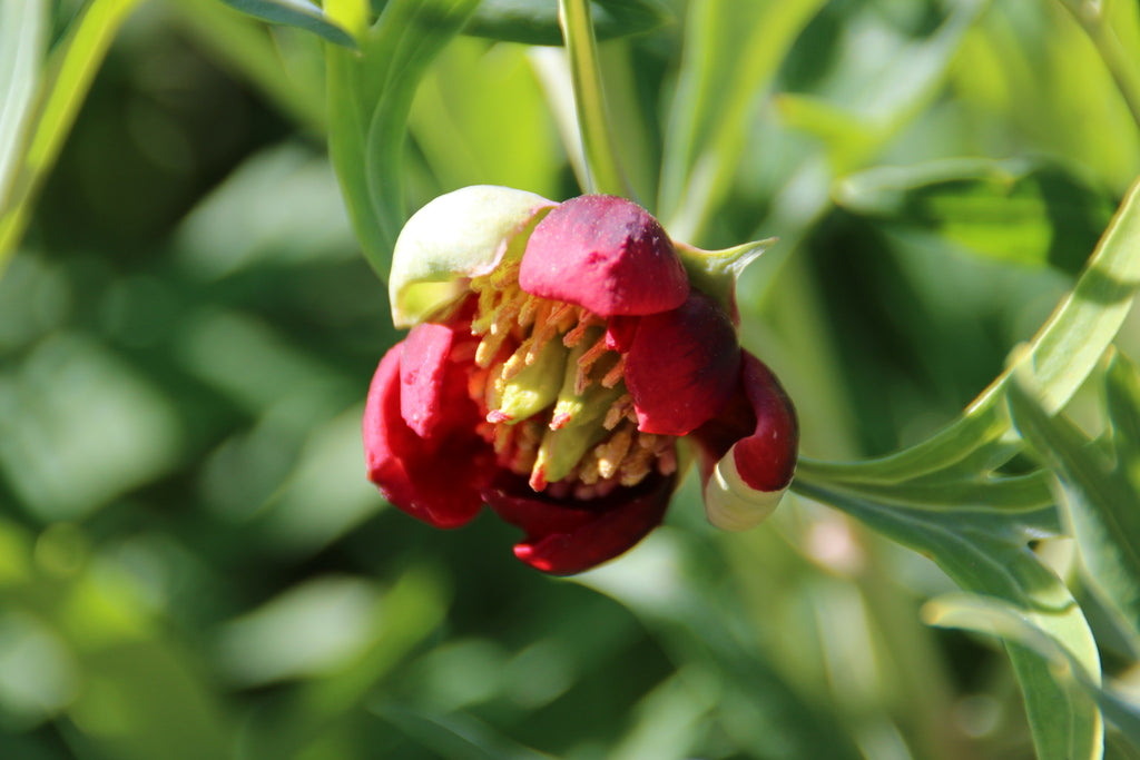 Paeonia Cora Louise 2 Gal Tree plant photo