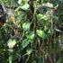 4" Philodendron Brazil plant photo