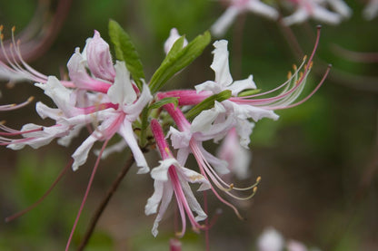 Azalea &