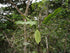 6" Monstera Lechleriana plant photo
