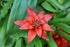 5" Bromeliad Guzmania plant photo