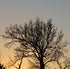 Sweetgum &