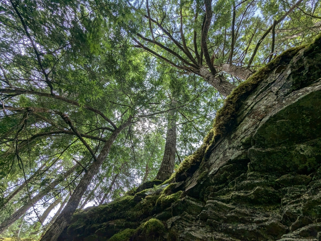 Hemlock 