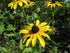 Rudbeckia Sweet as Honey 1 gal plant photo