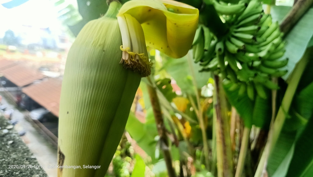 1G Banana plant photo