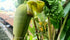 1G Banana plant photo