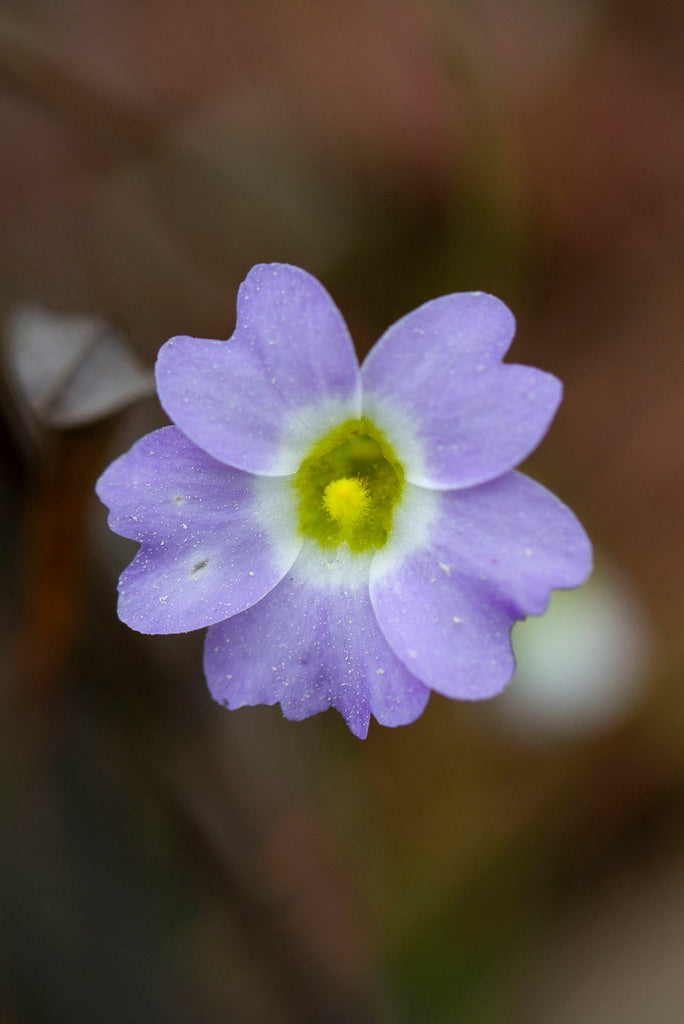 4" Pinguicula Red Flash plant photo