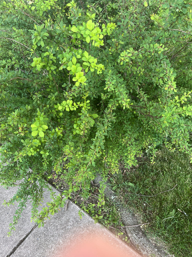 Barberry &