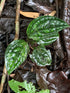 10" Monstera Pinnatipartita plant photo