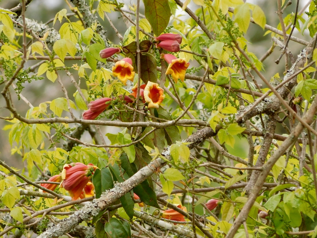 Tangerine Beauty Cross Vine plant photo