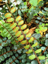 6" Fern Button plant photo