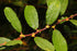 Willow &