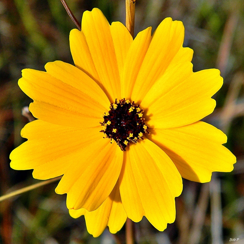 Coreopsis Baby Sun 19cm plant photo