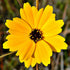 Coreopsis Baby Sun 19cm plant photo