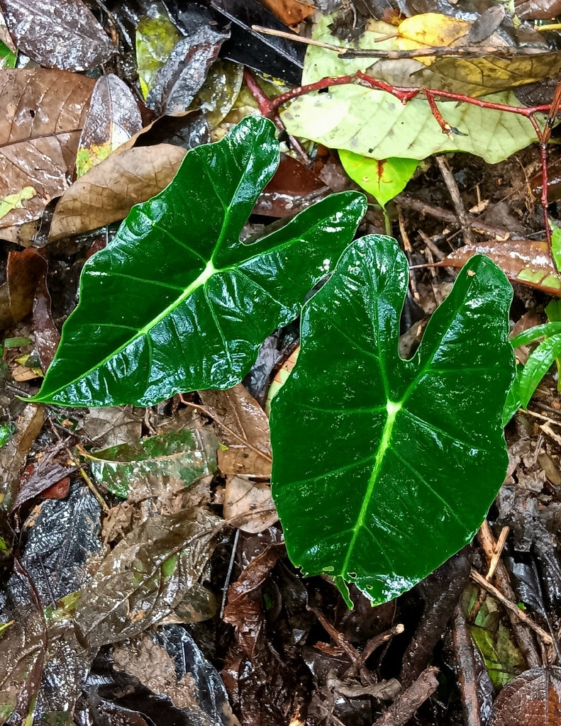 4" Alocasia Frydek Varg. plant photo