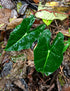 4" Alocasia Frydek Varg. plant photo