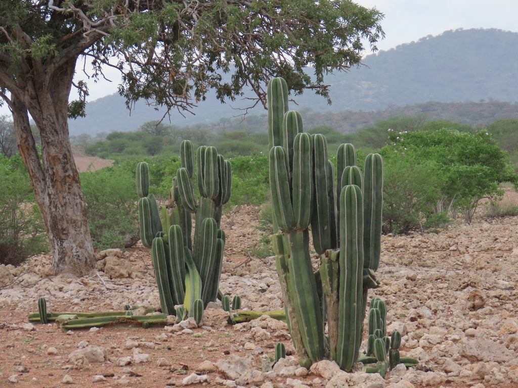 6" Cactus Mexican Fencepost product photo