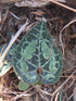 4" Cyclamen plant photo