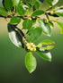 12" Golden Gate Bonsai Potted plant photo