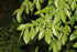 10" Chinese Elm Bonsai Potted plant photo