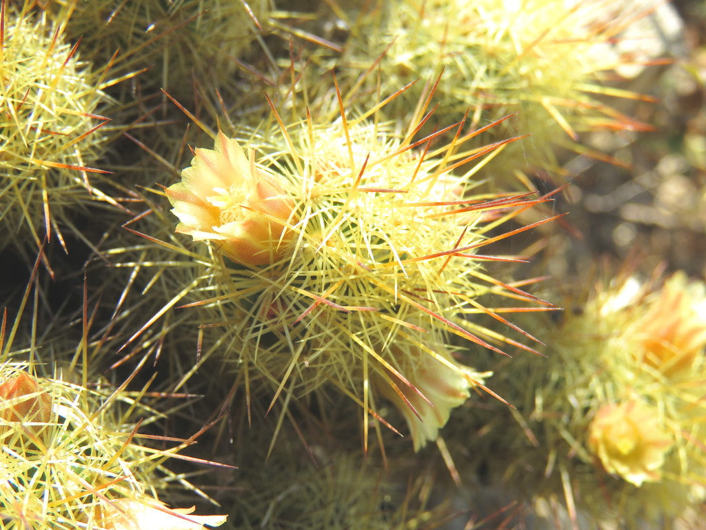 3" Cactus Stenocactus Multicostatus Brain plant photo