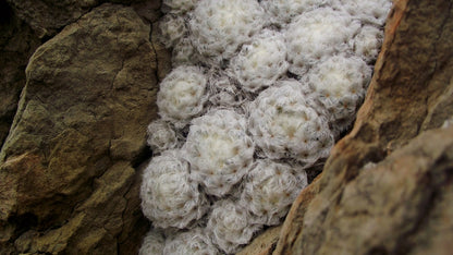 5"Cactus Mammillaria Baumii Crest product photo