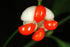 Euonymus &