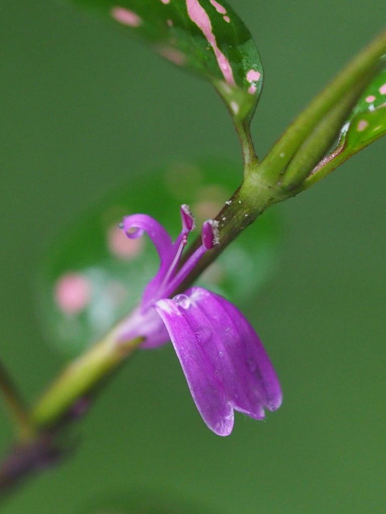 4" Hypoestes flower photo
