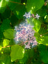 Lilac &