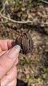 Native Pecan 