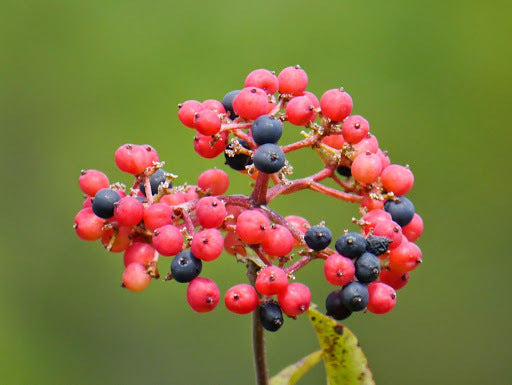 Viburnum &