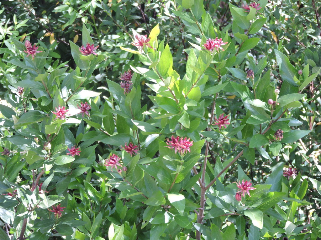 Sweetshrub &