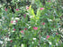 Sweetshrub &